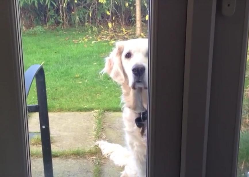 Golden Retriever Is Playing Peek-A-Boo With Her Human!