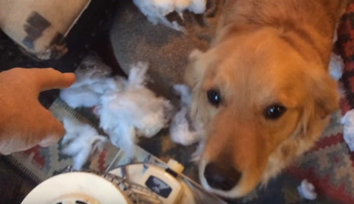 A Pillow "Exploded" And There Are Two Suspects...