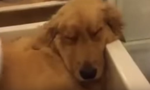 This Golden Retriever Is Having The Most RELAXING Bath Ever!