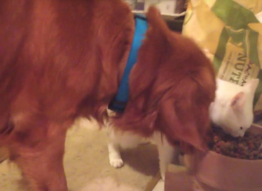 This Golden Retriever Is Not Happy With Vincent The Cat Eating Her Food!