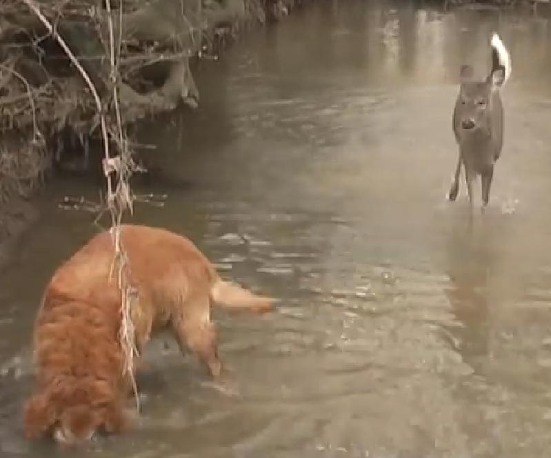 This Dancing Deer And Golden Retriever Will Make Your Day!