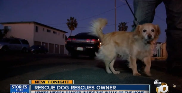 A Golden Retriever Mix Senses Hidden Danger Within The Walls Of Their Home, And What He Does Next Is Amazing!