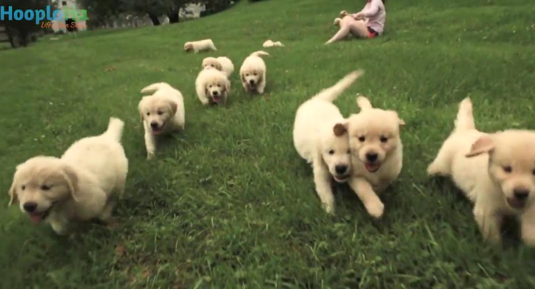 Adorable 21 Golden Retriever Puppies Go On An Afternoon Adventure!