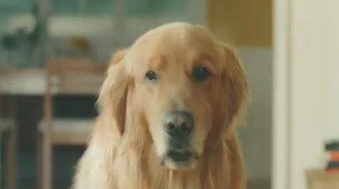 Try Not to Cry Watching Amazon’s New Ad With A Golden Retriever!