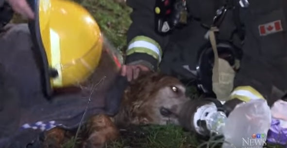 Firefighters Work Hard To Save A Golden Retriever From Fire!