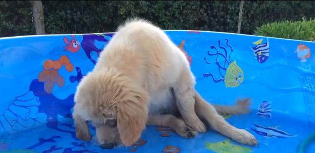 Confused Retriever Puppy Brady Tries To Catch The Fish Printed On The Bottom Of His Pool!