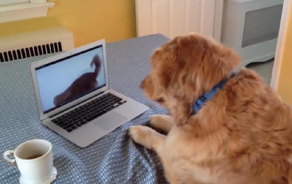 Watch How This Adorable Golden Retriever Reacts To A Video Of Golden Retriever Playing With A Squeaky Toy