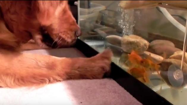 This Golden Retriever Wants The Goldfish!