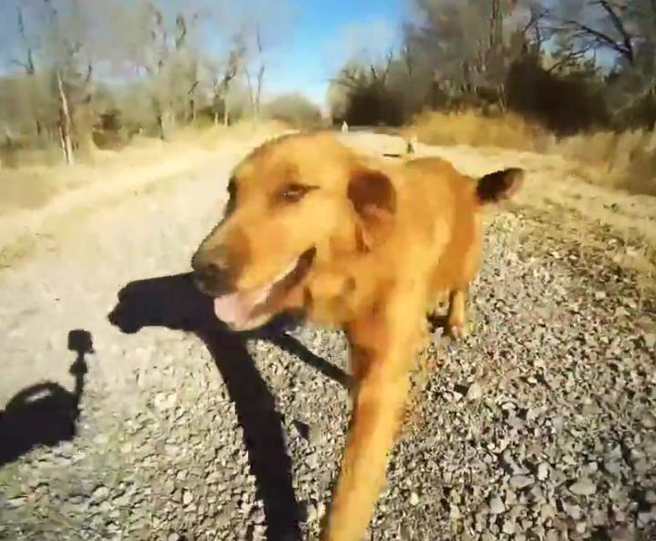 Golden Retriever Meets Her Mom For The First Time Since Puppy-Hood!