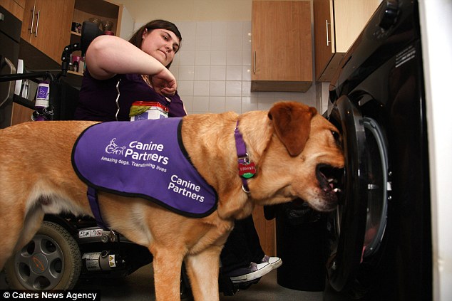 This Golden Retriever Helps His Disabled Human To Get Dressed And Load The Washing Machine!