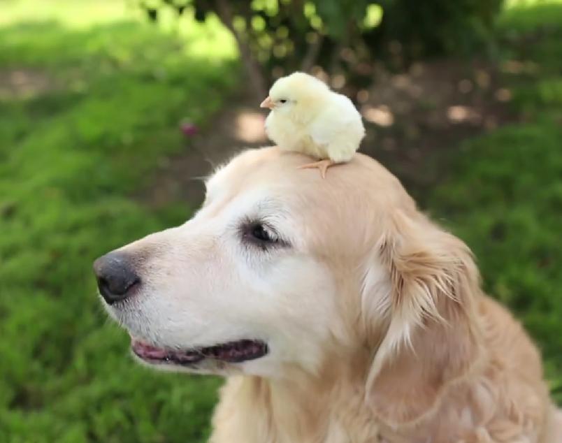 This Video Right Here Is The Formula For Cuteness Overload And It Is Equal To Golden Retriever Plus A Baby Chicks!