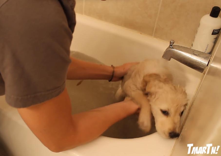 Doing Things For The First Time Is Always Special, Like This Golden Retriever Puppy's Hysterical First Bath!