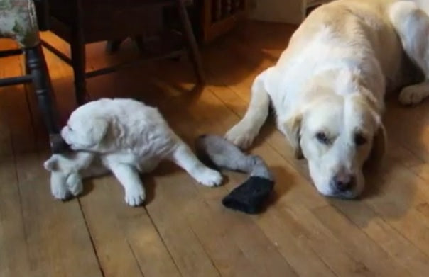 This Adorable Little Golden Retriever Puppy Just Wants To Play With His Very Tired Daddy!