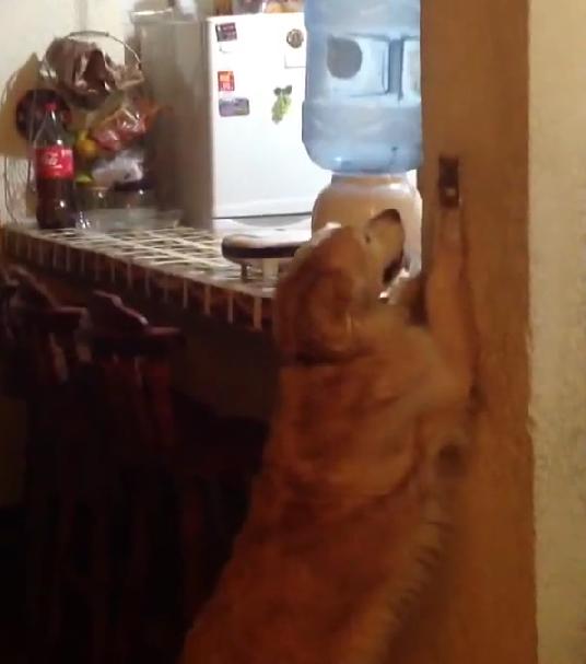 This Is Stunning! This Golden Retriever Learned How To Turn Off The Lights!