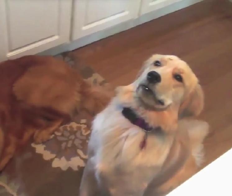 This Is Hilarious! Golden Retriever Can’t Find Her Cheerio!