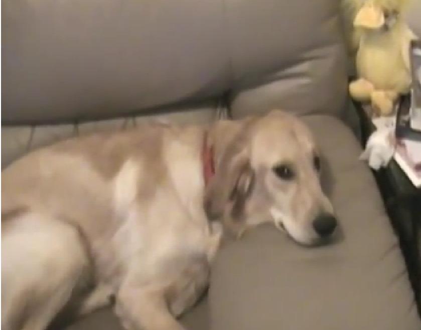 Golden Retriever Has The Cutest Argument With His Owner Over a Spot on the Couch!