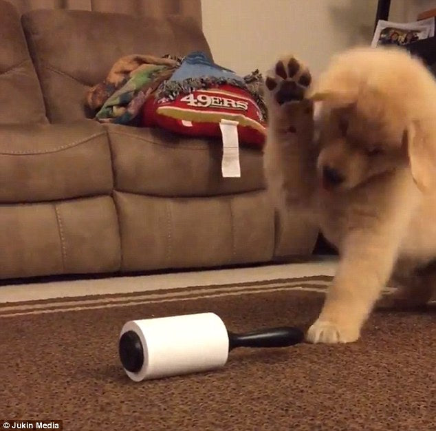 Adorable Golden Retriever Puppy TOTALLY Freaks Out Over Family’s Lint Roller!
