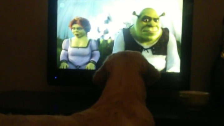 This Hilarious Golden Retriever Is Obsessed With Watching Shrek!