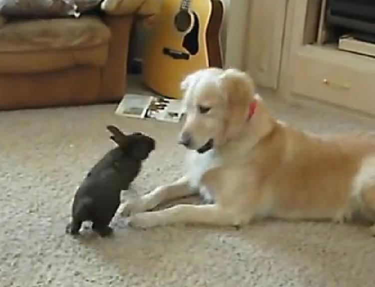 Charming Golden Retriever Is Playing With A Bunny Rabbit!