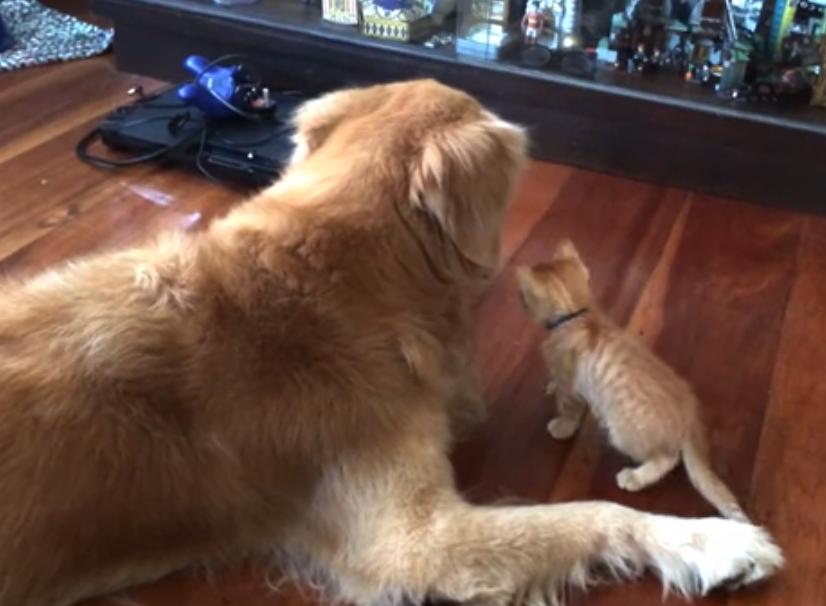 Awwww! Little Kitten Grows Up With Her Golden Retriever Best Friend!