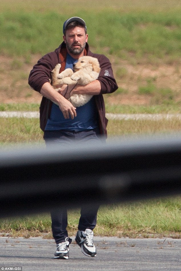 Batman Loves Golden Retrievers! Ben Affleck Carries A Newly Adopted Golden Retriever Puppy As He Goes To Visit His Kids!