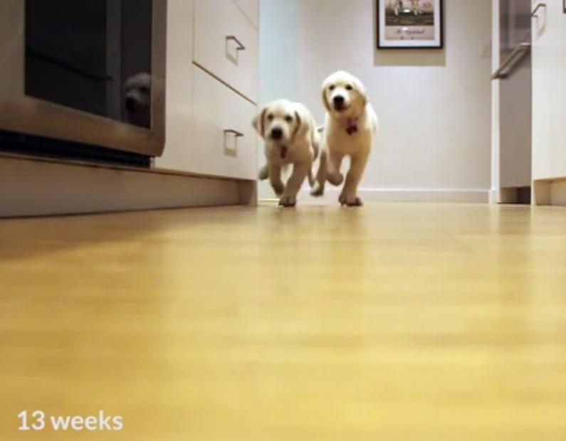 From Puppies To Grown Ups! This Video Shows How These Adorable Golden Retrievers Grow Over The Months While Racing For Their Dinner!