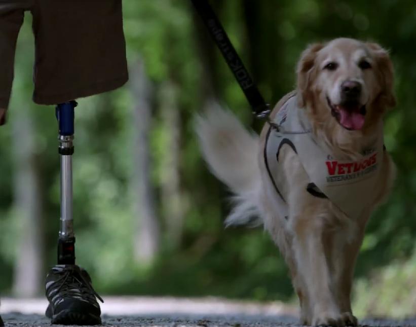 The Beautiful Story Of How This Golden Retriever Became A Service Dog to Navy Corpsman Joe Worley!