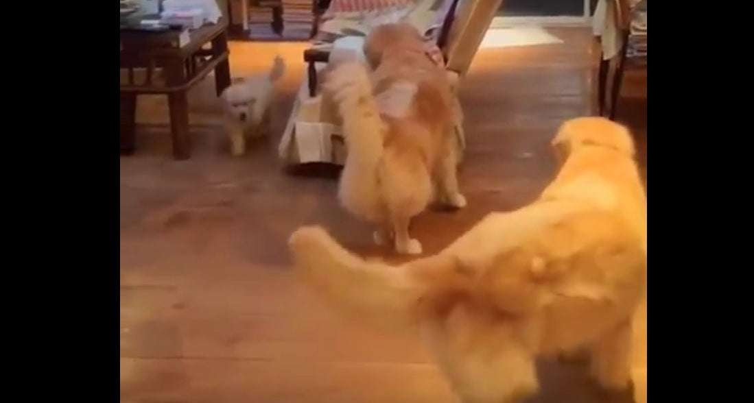 You Just Have To See This Golden Retriever Puppy And His Great Escape!