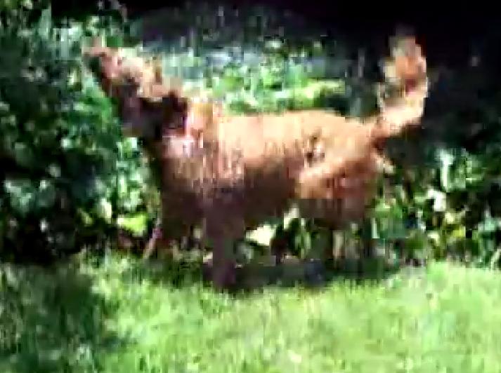 This Playful Golden Retriever Loves The Garden Hose!