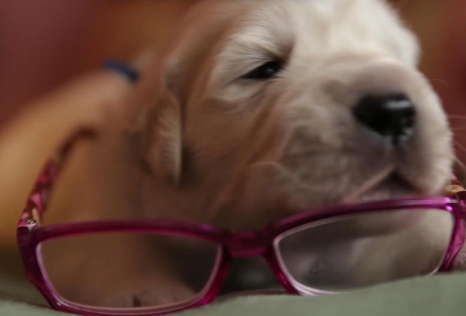 This Is So Cute! 2 Week Old Golden Retriever Puppy Needs Eye Glasses!