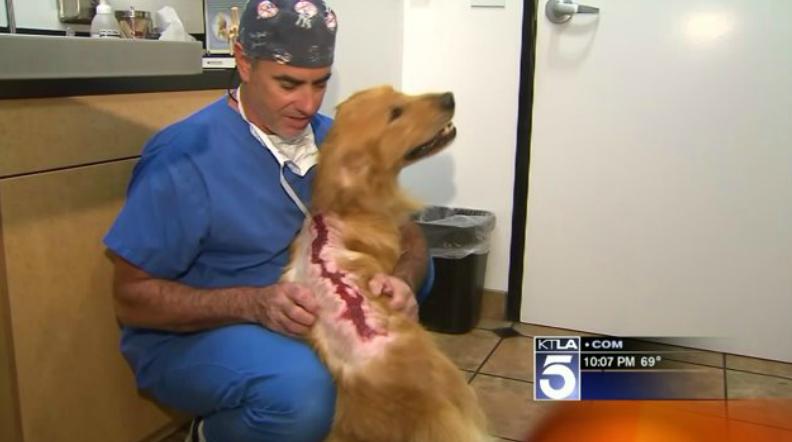 Golden Retriever Proves Dogs Are The Most Resilient Animals Around!