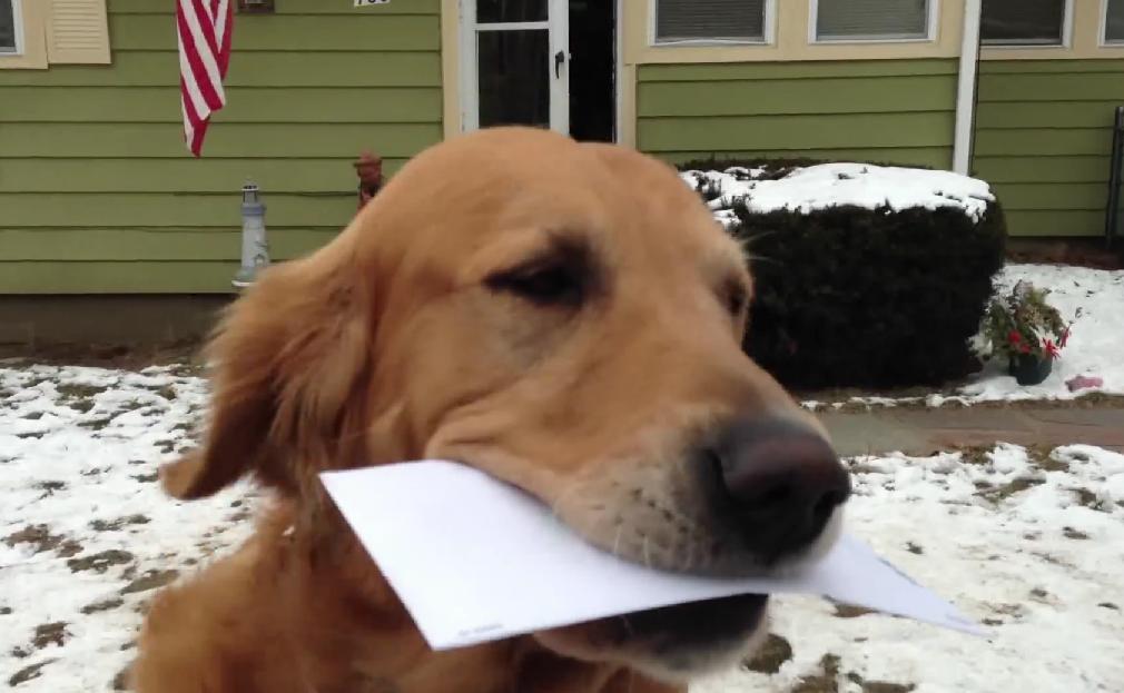 This Golden Retriever Is Working As The Mailman’s Assistant!