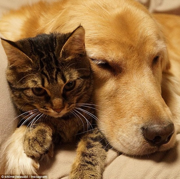 This Golden Retriever and a Cat Behave Like a Father and Daughter!