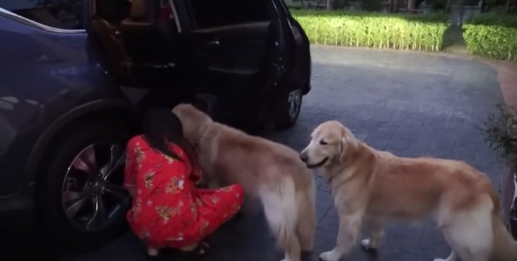 Three Goldens Line Up For A Car Ride, Now Keep Your Eye On Their Paws!
