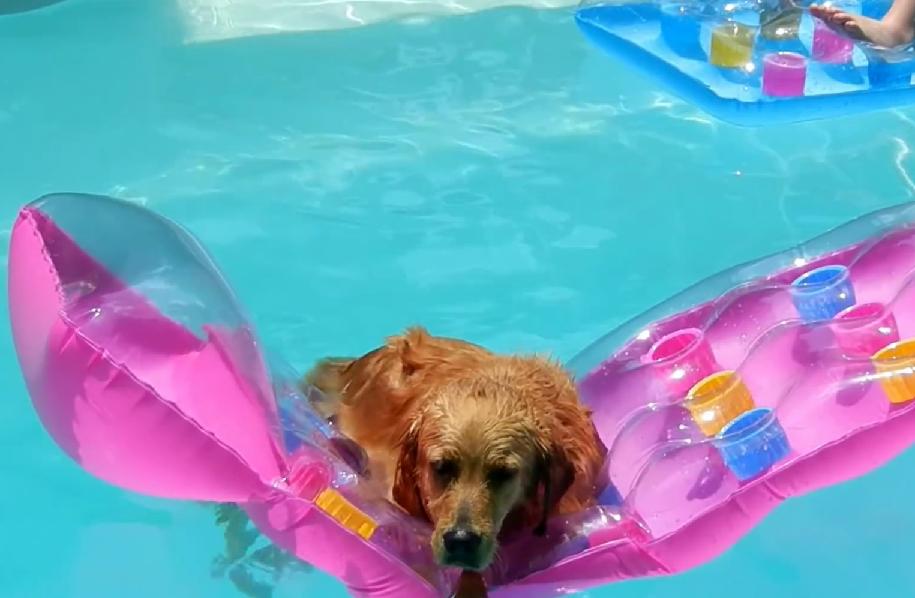 Adorable Golden Retriever Steals His Owner’s Pool Float!