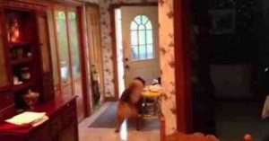Awesome Golden Retriever Mix Opens And Closes Door!
