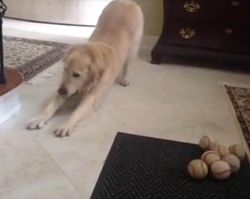 Video: Golden Retriever Misses Ball That’s Rolled To Him, And He Tries To Play It Cool Afterwards!