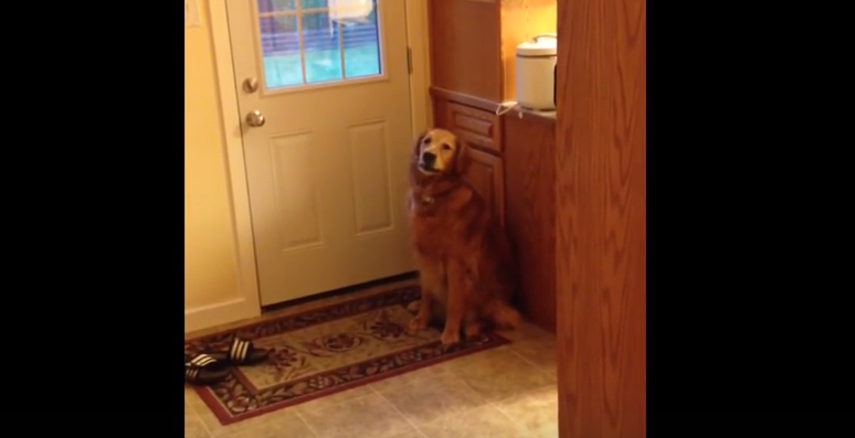 This Golden Retriever Reaction After Realizing He’s Being Watched By His Humans Is Hilarious!