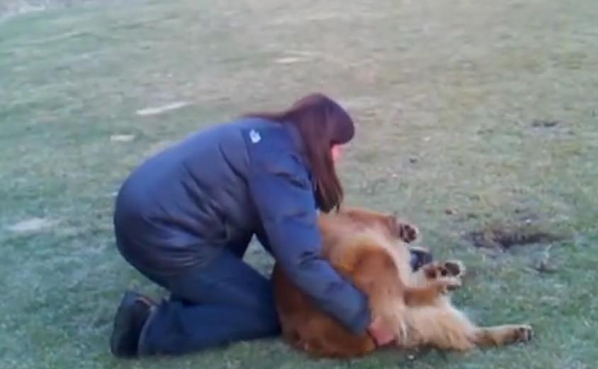 Video: Silly Golden Retriever Does Not Want To Leave The Park!