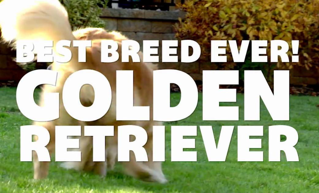 This Video Shows Why Golden Retrievers Are Among America’s Favorite Dog Breeds!