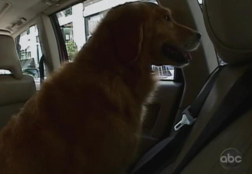 This Is How People React To A Golden Retriever Locked In A Hot Car!