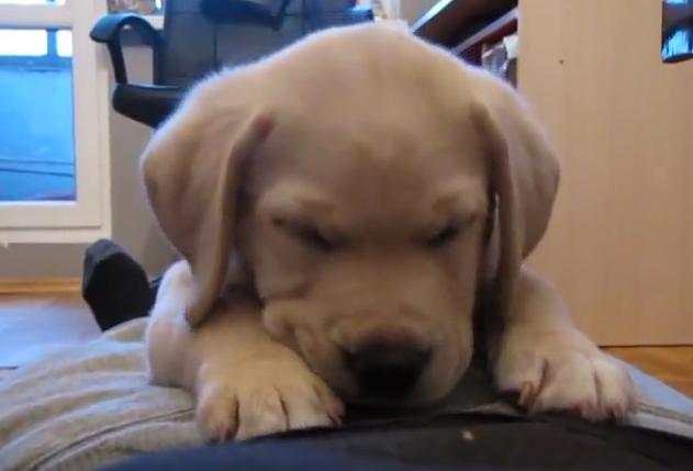 Video: Gorgeous Retriever Puppy Fights To Stay Awake!