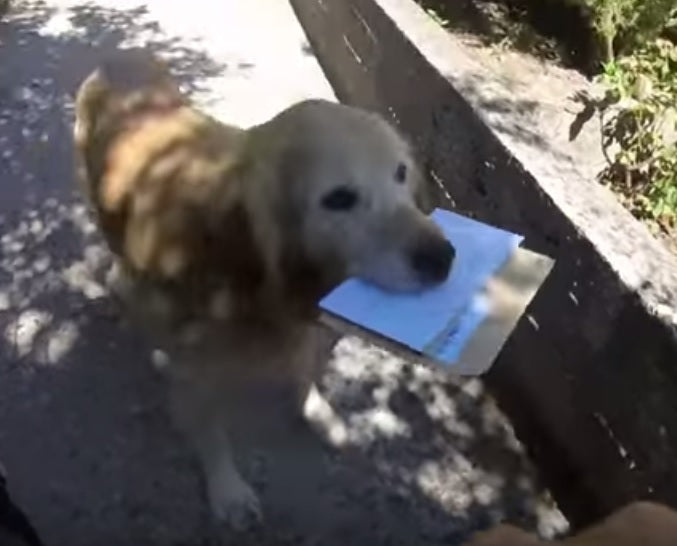 Golden Retriever Has An Adorable Daily Routine With His Local Mail Carrier!