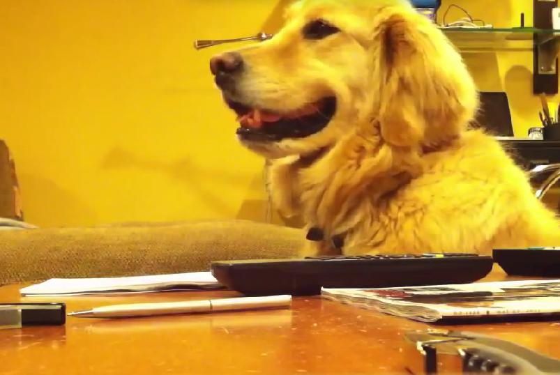 This Golden Retriever Has The Most Adorable Reaction When The Music Stops!