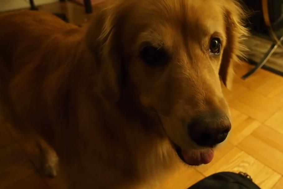 This Golden Retriever Does The Same Awesome Thing Every Time Mom Or Dad Comes Home!