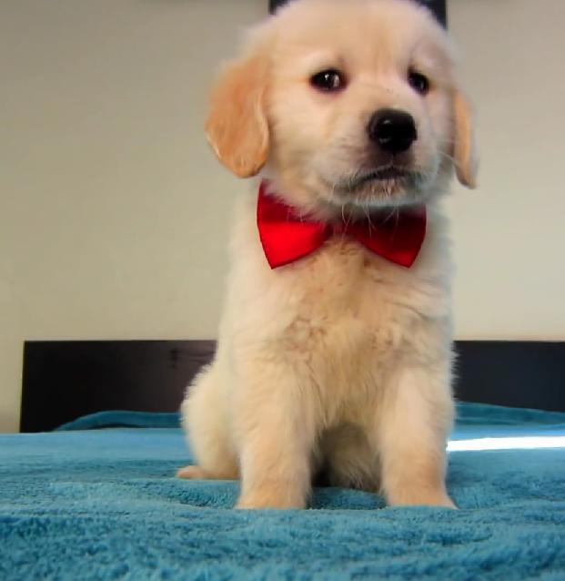 Golden Retriever Puppy Is Ready For Valentine's Day!