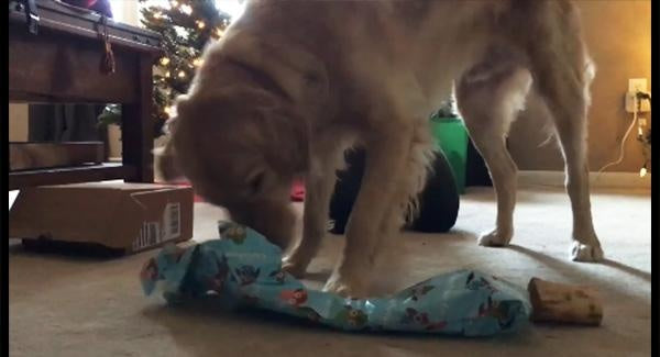 Golden Retriever Has Impressive Gift Unwrapping Skills!