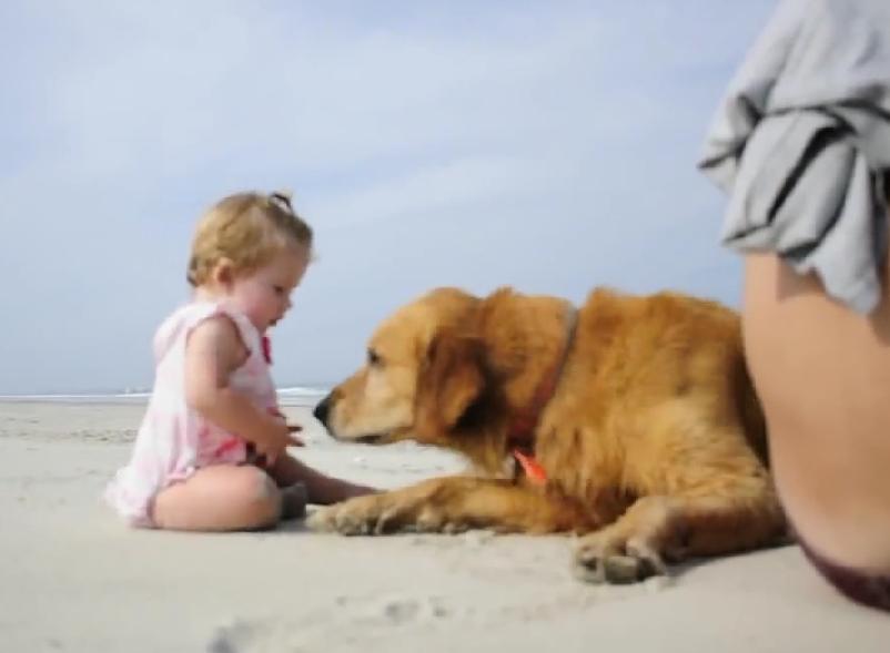 Golden Retriever And Baby Are Playing On The Beach!