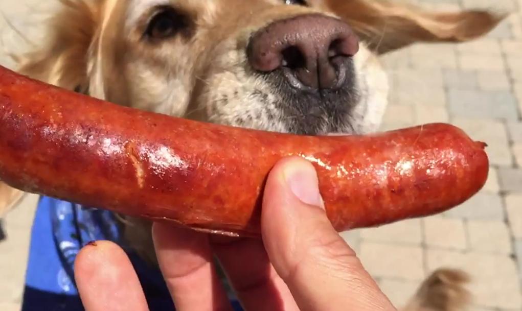 This Golden Retriever Adorably Fails At Trying To Catch Sausages!