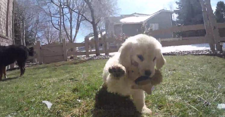 Little Adorable Golden Retriever Puppy ATTACKS The GoPro Camera!